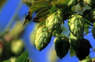 Goldings hops