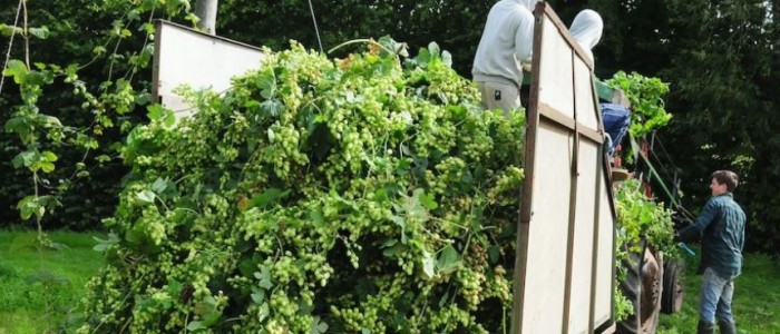 British Hops Association Harvesting